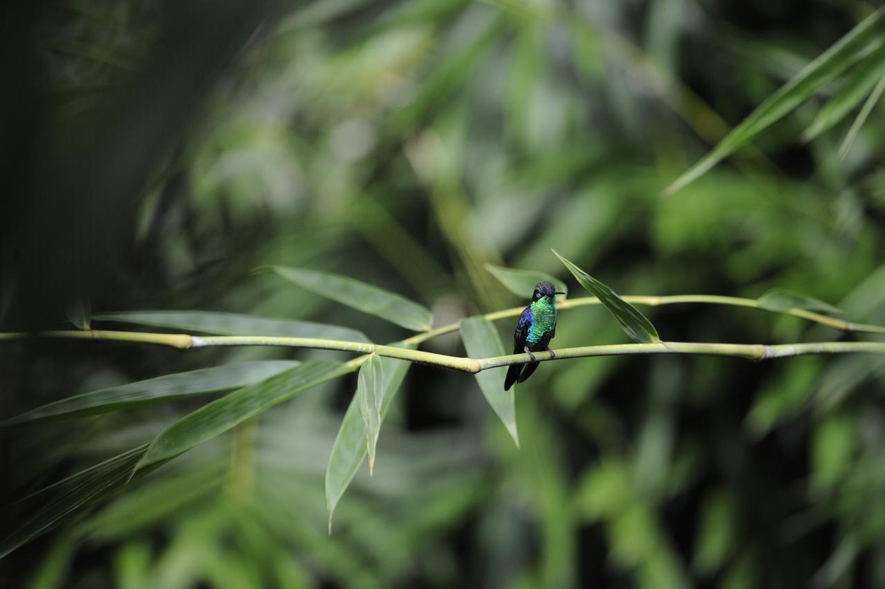 Omega Tours Eco-Jungle Lodge La Ceiba Luaran gambar
