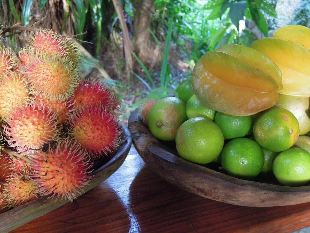 Omega Tours Eco-Jungle Lodge La Ceiba Luaran gambar